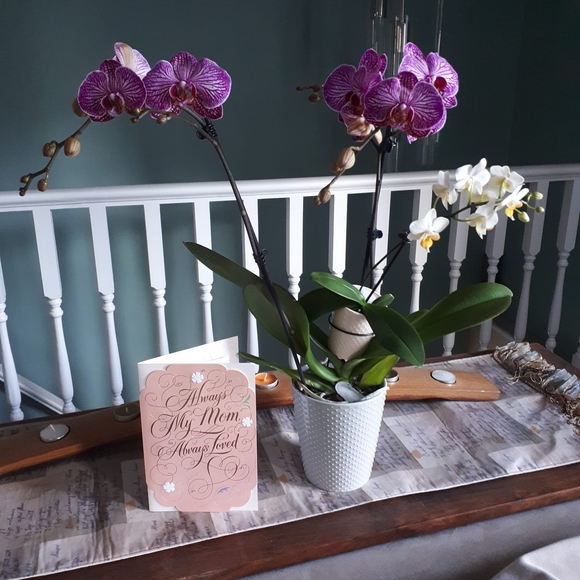 Meet your Posher, Karen - Picture 1 of 1